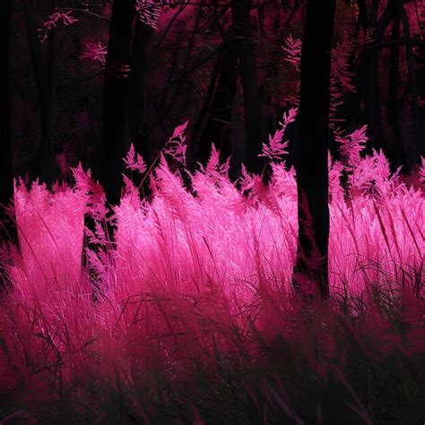 Premium Photo Bright Pink Grass Grows On The Trees Silhouette Photograph