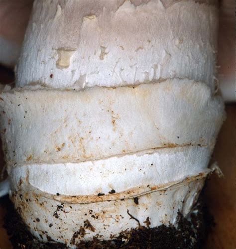 California Fungi Agaricus Bitorquis