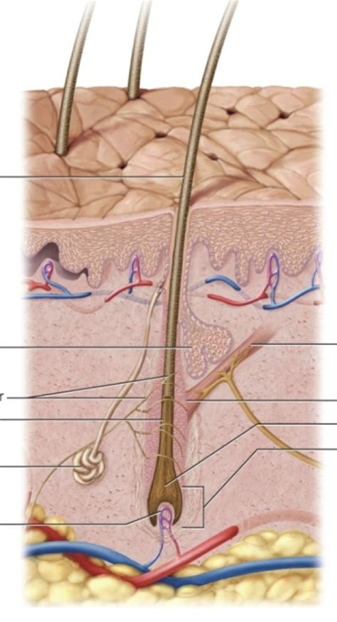 Hair Follicle --Practicum 1 Diagram | Quizlet