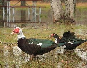 Muscovy Duck Male Vs Female Understanding The Differences