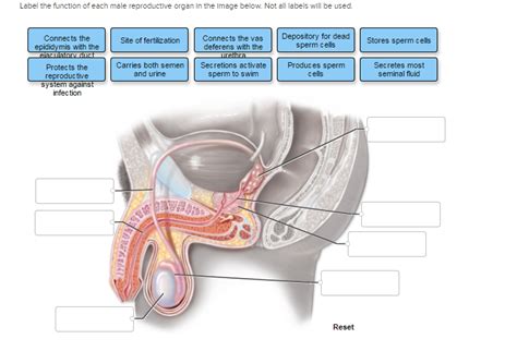 Solved Label The Function Of Each Male Reproductive Organ