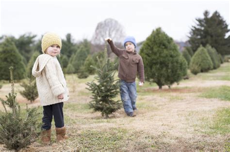 Tennessee Christmas Tree Growers – Christmas Tree Farms in Tennessee