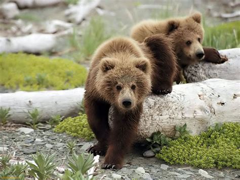 Bear | The Biggest Animals Kingdom