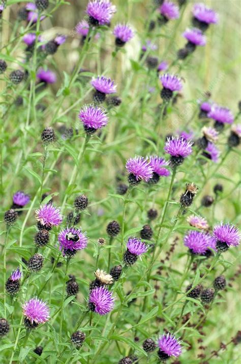 Black Knapweed Centaurea Nigra Stock Image C0020930 Science