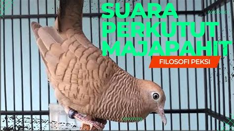 Suara Burung Perkutut Majapahit YouTube