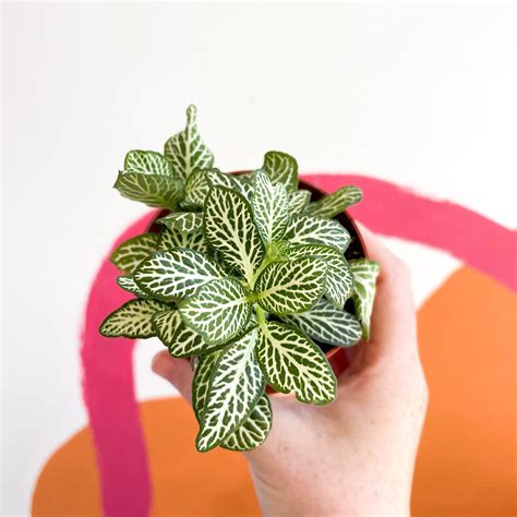 Fittonia argyroneura ‘Mosaic Whisper’ – Sprouts of Bristol