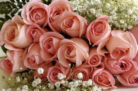 Розы чайного цвета фото » DreemPics.com - картинки и рисунки на рабочий ...
