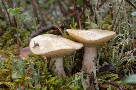 Suillus Placidus