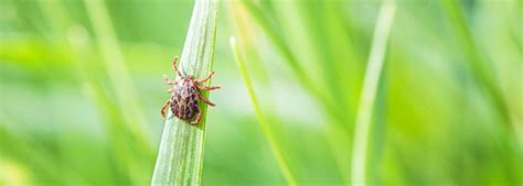 How To Keep Ticks Out Of Your Yard Moyer