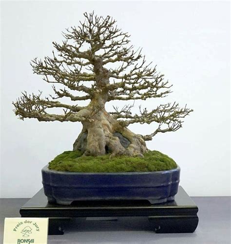 Pin Oleh Art Is Moonwalker Di Bonsai