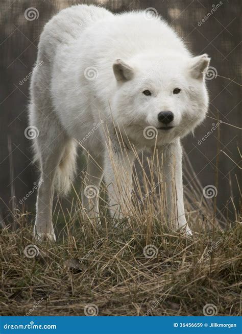 Arctic Wolf Looking Into Camera Stock Image Image Of Wolf Arctos