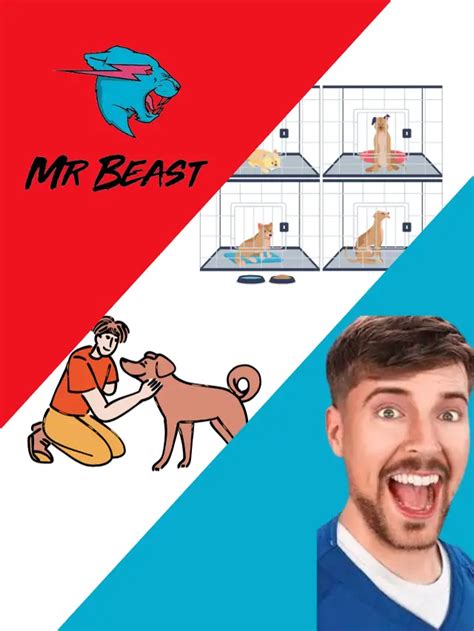 MrBeast & Team Revamp Thai Dog Shelter, Enable Paralyzed Dogs To Walk ...