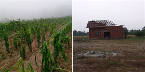 Velike posljedice nevremena Led stukao kukuruz uništeni plastenici