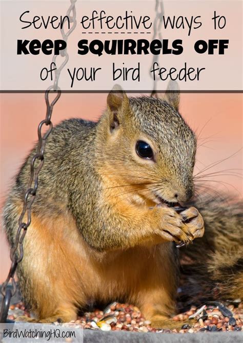 Proven Ways To Keep Squirrels Off Bird Feeders Squirrel