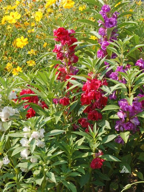 Balsam Camellia Flowered Mix (Impatiens balsamina) | Applewood Seed