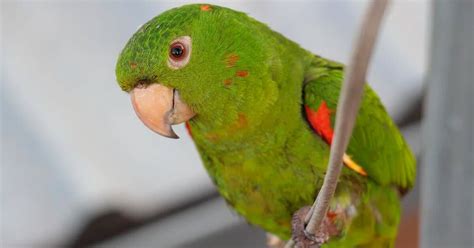 O Que A Maritaca Come - Adotei uma maritaca, e agora? O que maritaca come? | Petz
