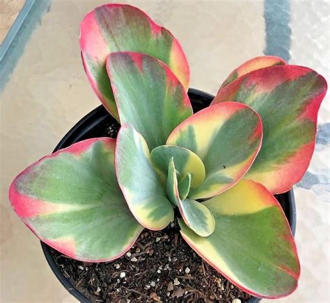 Growing Kalanchoe Tips And Tricks For A Beautiful Houseplant Succulent Source