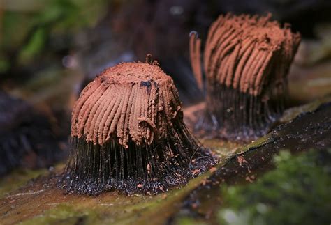 Slime Mold Fungi Close Up Shot Slime Mould Fungi Slime