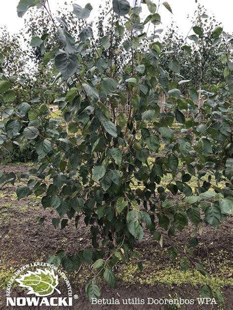 Betula Utilis Doorenbos Brzoza Po Ytecznanowacki Szk Ka Drzew I