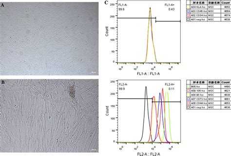 The Properties Of Huc Mscs In Vitro A The Huc Mscs In Culture Were Download Scientific Diagram