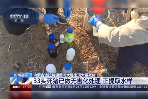 内蒙古达拉特旗黄河大堤出现大量死猪：33头死猪已做无害化处理 正提取水样