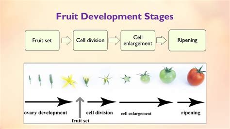 Fruit Set Growth And Developmental Stages Of Various Fruits