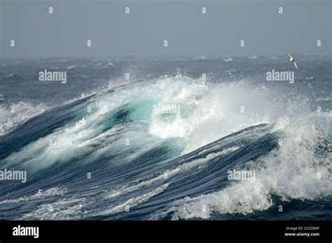 Huge Ocean Wave North Of Antarctica With Seabird Flying Above The Wave