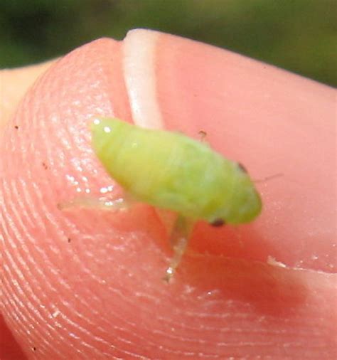 Meadow Spittlebug Nymph Philaenus Spumarius Bugguide Net