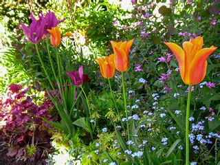 Spring garden | Spring colour in a garden - 2D version of sc… | Howard