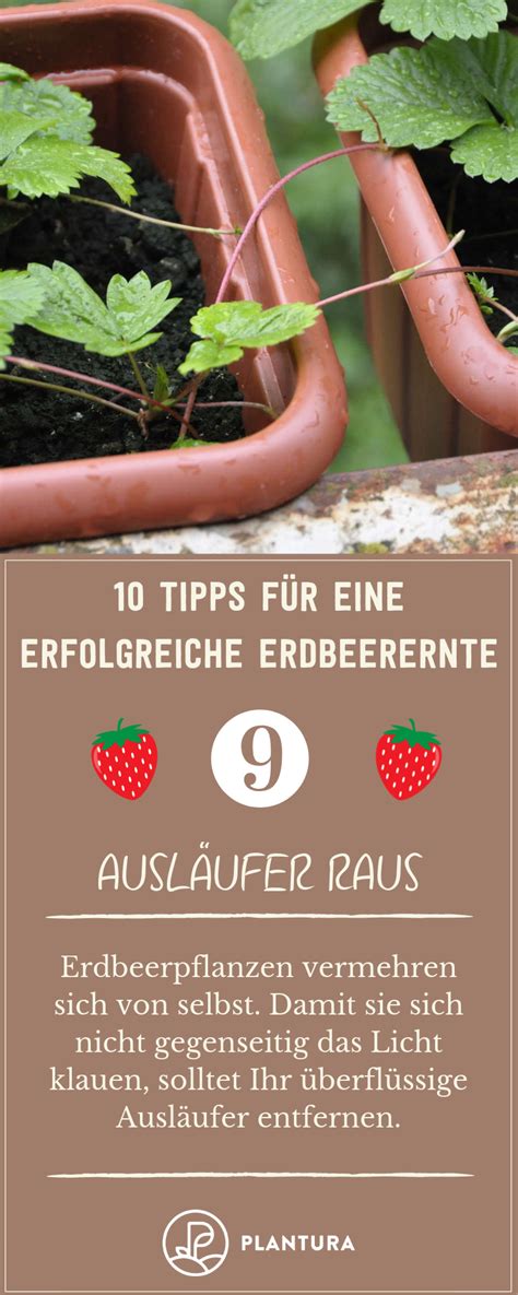 Erdbeeren Pflanzen Zeitpunkt Standort And Gute Nachbarn Erdbeeren