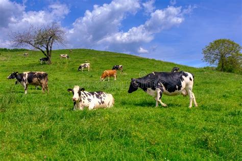 Vacas Que Pastam No Pasto Um Rebanho Das Vacas Preto E Branco