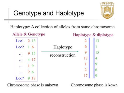 PPT - Haplotype inference and haplotype-based transmission ... 