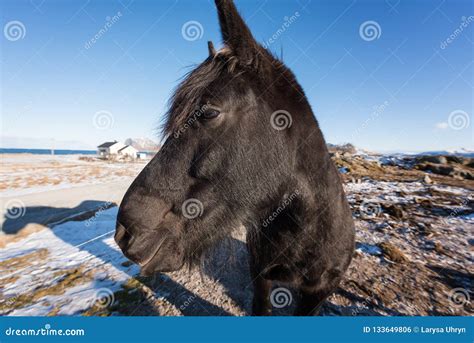 Beautiful Norwegian Horse, Breed Dole Gudbrandsdal on a Farm, Winter ...