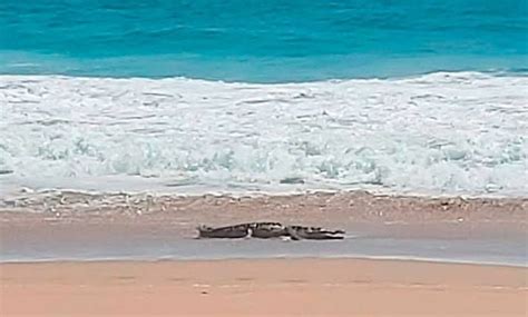 Se Registra Ataque De Cocodrilo En Playa De Nuevo Vallarta Turista