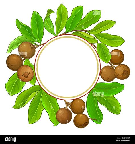 Brazil Nut Branches Frame On White Background Stock Photo Alamy