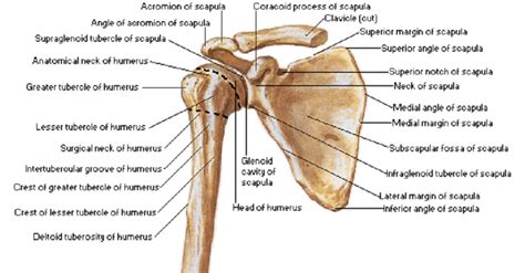 Clavicle Scapula Humerus