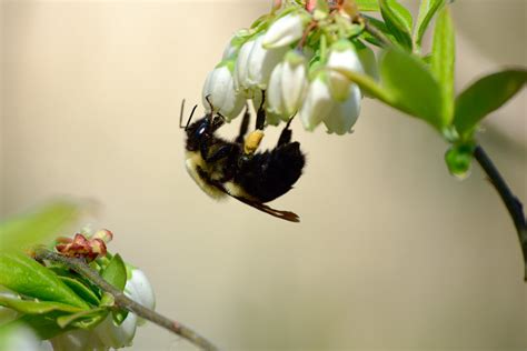 DSCF2476 DxO Bumblebee Pollination Blueberry Flowers Nee Flickr