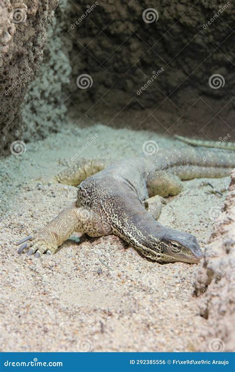 Gould Monitor Vienna Austria Stock Photo Image Of Tail Lizard