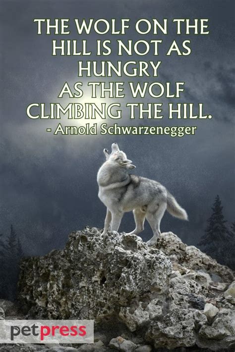 100+ Best Badass Wolf Quotes to Awaken Your Inner Beast - PetPress