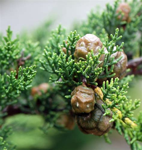 Tree Identification Cupressus Macrocarpa Monterrey Cypress