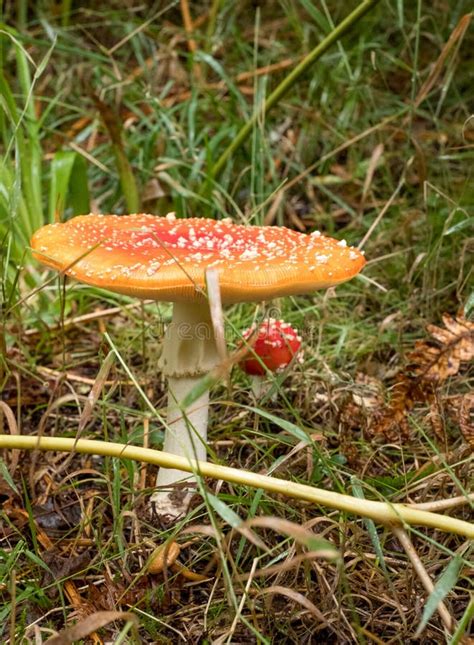 O Cogumelo Cogumelo Venenoso Do Agaric De Mosca Vermelho Manchou O