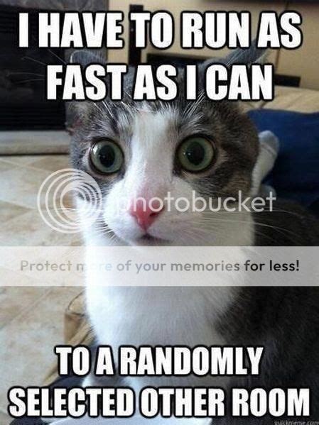 Funny Pussy Memes And Pictures Literotica Discussion Board