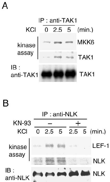 Calcium Induced Activation Of Tak1 And Nlk A Cal Cium Induced