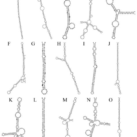 Stem Loop Structure Of Predicted Novel Mirna Precursor In Penicillium