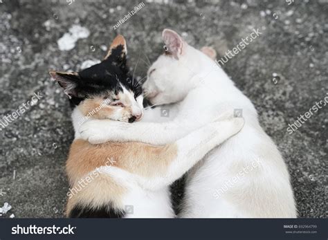 Two Cats Kissing Stock Photo 692964799 | Shutterstock