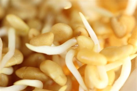 Health Benefits Of Fenugreek Sprouts Simply Sentient