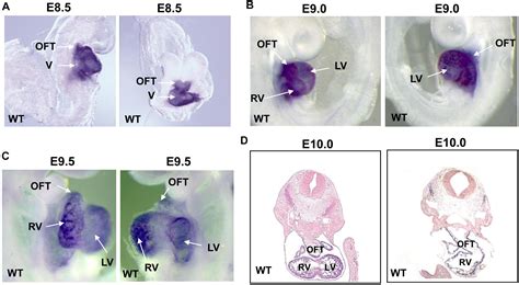 Frontiers Smyd Orchestrates Early Heart Development Through Positive