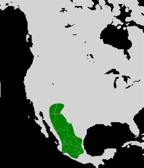 Southwestern myotis - Facts, Diet, Habitat & Pictures on Animalia.bio