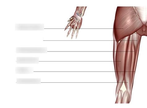 AP 1 Muscle Part 2 Posterior Leg And Glutes Diagram Quizlet