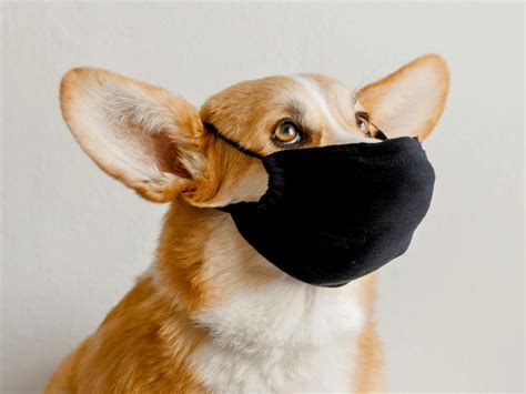 Veterinarian Warns of Flu Symptoms in Dogs Pet Parents Should Never